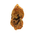 Miniatyrbillede 2 af 2: Sten og mineraler. Fossil Pseudogrammoceras Fallaciosum + Belemnit. 2271,0 øre. (7 cm) Belmont-d'Azergues, Rhône, Frankrig.