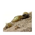 Miniatyrbillede 2 af 4: Sphene + Tourmaline 104,6 karat Flerfärgad