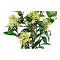 Pikkukuva 4 / 6: 75 cm koristeellinen skimmia-puu Grön