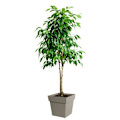 Miniatyrbillede 2 af 2: EDA Tuscan Square Flower Pot - 39 x 39 x H 39 cm - 38 L - Taupe Mol