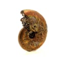 Miniatyrbillede 3 af 3: Sten og mineraler. Ammonit Fossil Beudanticeras perlefarvet. 65,0 ct. Bully, Seine-Maritime, Frankrig..