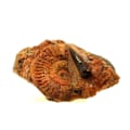 Miniatyrbild 1 av 2: Stenar och mineraler. Fossil Grammoceras Penestriatulum + Belemnit. 1567,0 cent. (6 cm) Belmont-d'Azergues, Rhône, Frankrike.