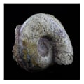 Miniatyrbillede 1 af 3: Sten og mineraler. Fossil Lytoceras cornucopiae. 12772,0 ct. (21 cm) Belmont-d'Azergues, Rhône, Frankrig.