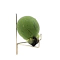 Miniatyrbillede 3 af 4: Sten og mineraler. Prehnite + Epidote. 338,0 ct. Diamonkara, Kayes, Mali.
