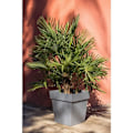 Pikkukuva 2 / 2: EDA Neliöruukku Toscana 87 L - Antrasiitti - 50 cm - 49,5 x 49,5 x 52,5 cm Kolgrå