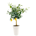 Pikkukuva 2 / 2: EDA-korkea Toscanan maljakko - Ø 46 x H 65 cm - 67 L - valkoinen Vit