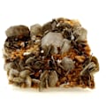 Miniatyrbillede 1 af 5: Apatit + Lepidolite 1785,0 karat Flerfärgad