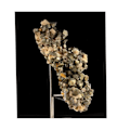 Miniatyrbillede 2 af 4: Sten og mineraler. Pyrit + dolomit. 608,90 øre. Mésage Mine, Saint-Pierre-de-Mésage, Frankrig.