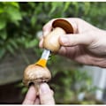 Miniatyrbillede 4 af 4: Multiværktøj til svampe kastanj