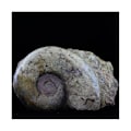 Miniatyrbillede 3 af 3: Sten og mineraler. Fossil Lytoceras cornucopiae. 12772,0 ct. (21 cm) Belmont-d'Azergues, Rhône, Frankrig.