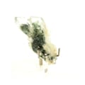 Miniatyrbillede 2 af 2: Sten og mineraler. Soul Quartz + Klorit. 84,0 ct. Rif Fournel, Freney d'Oisans, Isère, Frankrig.