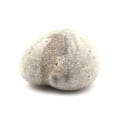 Miniatyrbild 2 av 2: Stenar och mineraler. Fossil sjöborre, Toxaster Amplus. 159,80 cent. Claix, Isère, Frankrike.