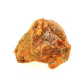 Miniatyrbillede 2 af 2: Sten og mineraler. Fossil Grammoceras Penestriatulum. 2803,0 ct. (7,5 cm) Belmont-d'Azergues, Rhône, Frankrig.