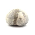 Miniatyrbillede 2 af 2: Sten og mineraler. Fossil søpindsvin, Toxaster Amplus. 171,65 øre. Claix, Isère, Frankrig.