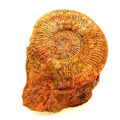 Miniatyrbillede 1 af 3: Sten og mineraler. Fossil Pseudogrammoceras Fallaciosum. 3766,0 ct. (10 cm) Belmont-d'Azergues, Rhône, Frankrig.