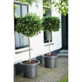 Miniatyrbild 5 av 5: GREEN BASICS Rund blomkruka - Plast - Ø45 - Mjuk terrakotta Svart