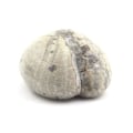 Pikkukuva 2 / 2: "Fossiili Oursin - Kivet ja Mineraalit - Toxaster Amplus - 127.15 ct - Auktorisointitodistus - Claix, Isère"