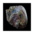 Miniatyrbillede 2 af 3: Sten og mineraler. Fossil Lytoceras cornucopiae. 12772,0 ct. (21 cm) Belmont-d'Azergues, Rhône, Frankrig.
