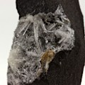 Miniatyrbild 2 av 3: Stenar och mineraler. Aragonit + Bazalte. 1183,30 cent. Fi?akovo, Lu?enec-distriktet, Slovakien (sällsynt).