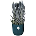 Miniatyrbillede 4 af 6: VIBES Rund Blomsterpotte - Plast - Ø22 - Mørkeblå Mörkblå