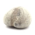 Miniatyrbillede 1 af 2: Sten og mineraler. Fossil søpindsvin, Toxaster Amplus. 159,80 øre. Claix, Isère, Frankrig.