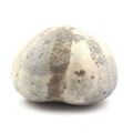 Miniatyrbillede 1 af 2: Sten og mineraler. Fossil søpindsvin, Toxaster Amplus. 171,65 øre. Claix, Isère, Frankrig.