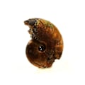 Miniatyrbillede 2 af 2: Sten og mineraler. Ammonit Fossil Desmoceras pearly. 16,0 ct. Bully, Seine-Maritime, Frankrig.