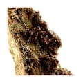 Miniatyrbild 3 av 4: Stenar och mineraler. Axinit. 1600,5 cent. Chamrousse, Belledonne, Isère, Frankrike.