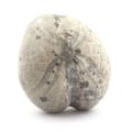 Pikkukuva 1 / 2: "Fossiili Oursin - Kivet ja Mineraalit - Toxaster Amplus - 127.15 ct - Auktorisointitodistus - Claix, Isère"
