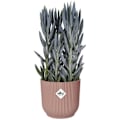 Miniatyrbillede 4 af 6: VIBES Rund Urtepotte - Plast - Ø22 - Pulverrosa Puderrosa