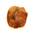Pikkukuva 2 / 3: Kivet ja mineraalit. Fossiilinen Pseudogrammoceras Fallaciosum. 3766,0 ct. (10 cm) Belmont-d'Azergues, Rhône, Ranska.