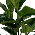 Pikkukuva 2 / 4: House Nordic Keinopuu Ficus lyrata 100 cm Vihreä 442779 Grön