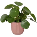 Miniatyrbillede 3 af 5: VIBES Rund Blomsterpotte - Plast - Ø30 - Mørkeblå Puderrosa