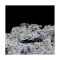 Pikkukuva 3 / 3: Kivet ja mineraalit. Brookite. 261,5 senttiä. Jarrier, Maurienne, Savoie, Ranska.
