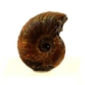 Pikkukuva 1 / 2: Kivet ja mineraalit. Ammoniitti fossiili Desmoceras helmi. 14,0 ct. Bully, Seine-Maritime, Ranska. Pärlskimrande