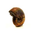 Miniatyrbillede 2 af 2: Sten og mineraler. Ammonit Fossil Desmoceras pearly. 14,0 ct. Bully, Seine-Maritime, Frankrig. Pärlskimrande