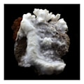 Miniatyrbillede 1 af 2: Sten og mineraler. Coraloid Aragonit + Siderite. 590,0 ct. Saint-Pierre-de-Mésage, Vizille, Frankrig..