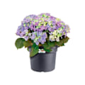 Miniatyrbillede 4 af 6: Elho Green Basics Cilinder 65 blomsterkasse - Sort - Ø 64 x H 49 cm - udendørs - 100% genanvendt Svart