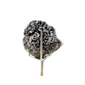 Miniatyrbillede 2 af 4: Sten og mineraler. Galena. 485,60 øre. La Combe, Allemond, Oisans, Isère, Frankrig.