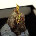 Pikkukuva 1 / 6: Kivet ja Mineraalit. Alkuperäinen kulta. 9,95 senttiä. La Gardette Mine, Galerie Panis, Bourg d'Oisans, Isère, Ranska.