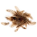 Miniatyrbillede 1 af 4: Stribede fjer 3-6 cm - 3 g kastanj