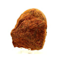 Pikkukuva 3 / 3: Kivet ja mineraalit. Fossiilinen Pseudogrammoceras Fallaciosum. 4291,0 ct. (12 cm) Belmont-d'Azergues, Rhône, Ranska.