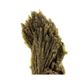 Pikkukuva 2 / 4: Kivet ja mineraalit. Epidootti. 133,0 senttiä. Chamrousse, Belledonne, Isère, Ranska..