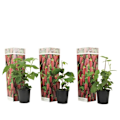 Pikkukuva 1 / 3: Taybär - 3 kappaletta - Rubus 'Tayberry' - Korkeus 25-40cm - d9cm