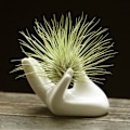 Pikkukuva 1 / 5: Posliinikeraaminen Air Tillandsia -kukkapidike toimistopöytä White one size