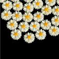Miniatyrbillede 3 af 5: 50 stk hvid tusindfryd blomst harpiks flatback cabochon DIY smykker de one size