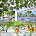 Miniatyrbild 2 av 5: 10st rockwool hydroponics odlar startkuber Brown One Size
