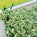 Miniatyrbillede 9 af 10: Trellis lavet af rustfrit stål espalier med trekantet støttedesign 223x223x223 cm rosenbue til klatreplanter haveespalier til stueplanter plante espal