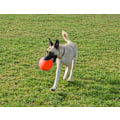 Pikkukuva 3 / 6: Jolly Ball Bounce-n Play 15 cm appelsiini (vaniljan tuoksu)