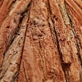 Pikkukuva 8 / 8: Olki linnunpesästä